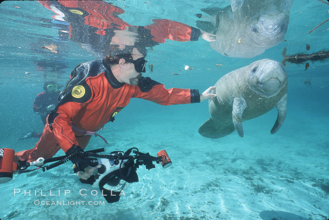 West Indian manatee. Three Sisters Springs, Crystal River, Florida, USA, Trichechus manatus, natural history stock photograph, photo id 02644