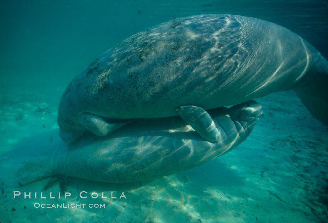 West Indian manatee, socializing/play. Three Sisters Springs, Crystal River, Florida, USA, Trichechus manatus, natural history stock photograph, photo id 02648