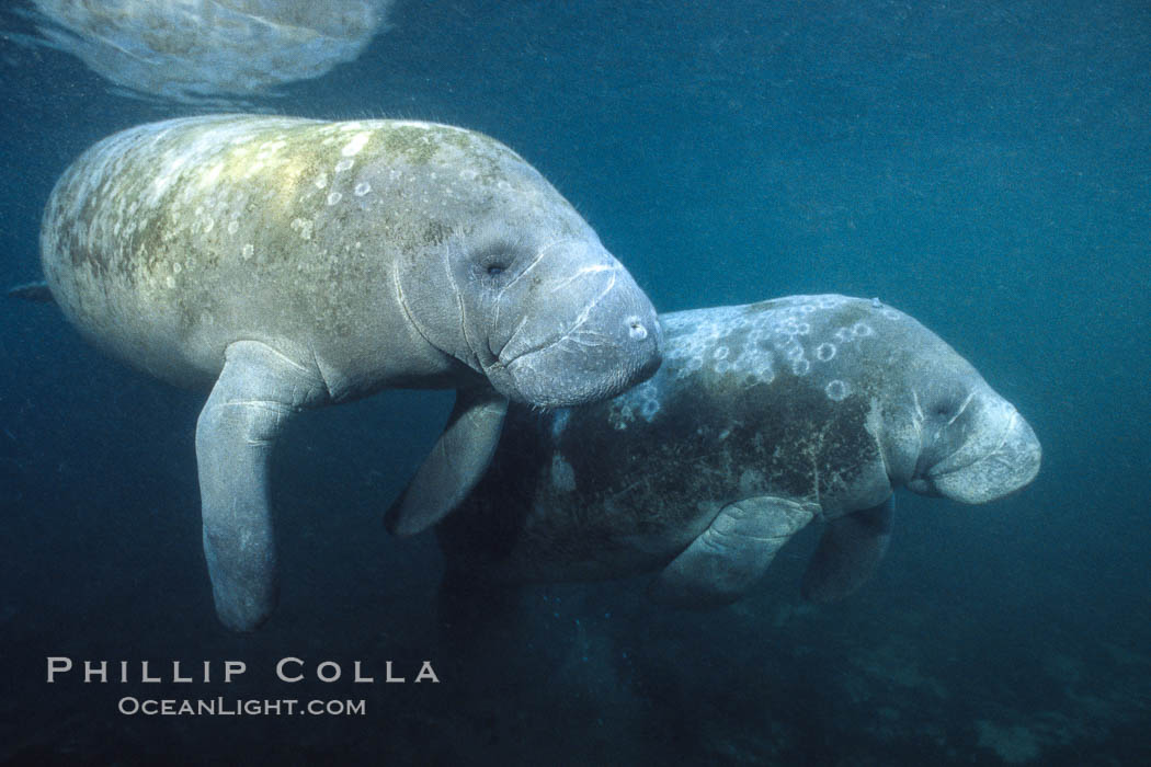 West Indian manatees at Three Sisters Springs, Florida. Crystal River, USA, Trichechus manatus, natural history stock photograph, photo id 02631