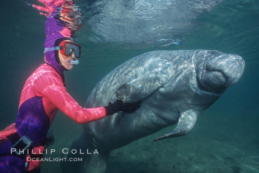 Snorkeler and manatee at Three Sisters Springs, Florida. Crystal River, USA, Trichechus manatus, natural history stock photograph, photo id 02635