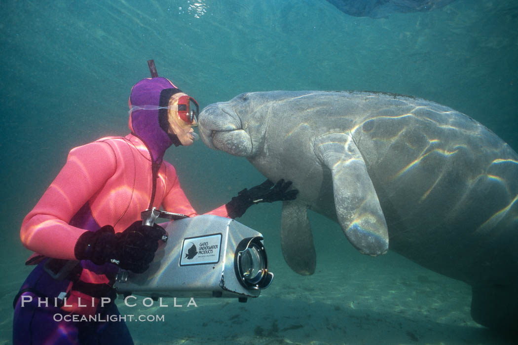 Snorkeler and manatee at Three Sisters Springs, Florida. Crystal River, USA, Trichechus manatus, natural history stock photograph, photo id 02633