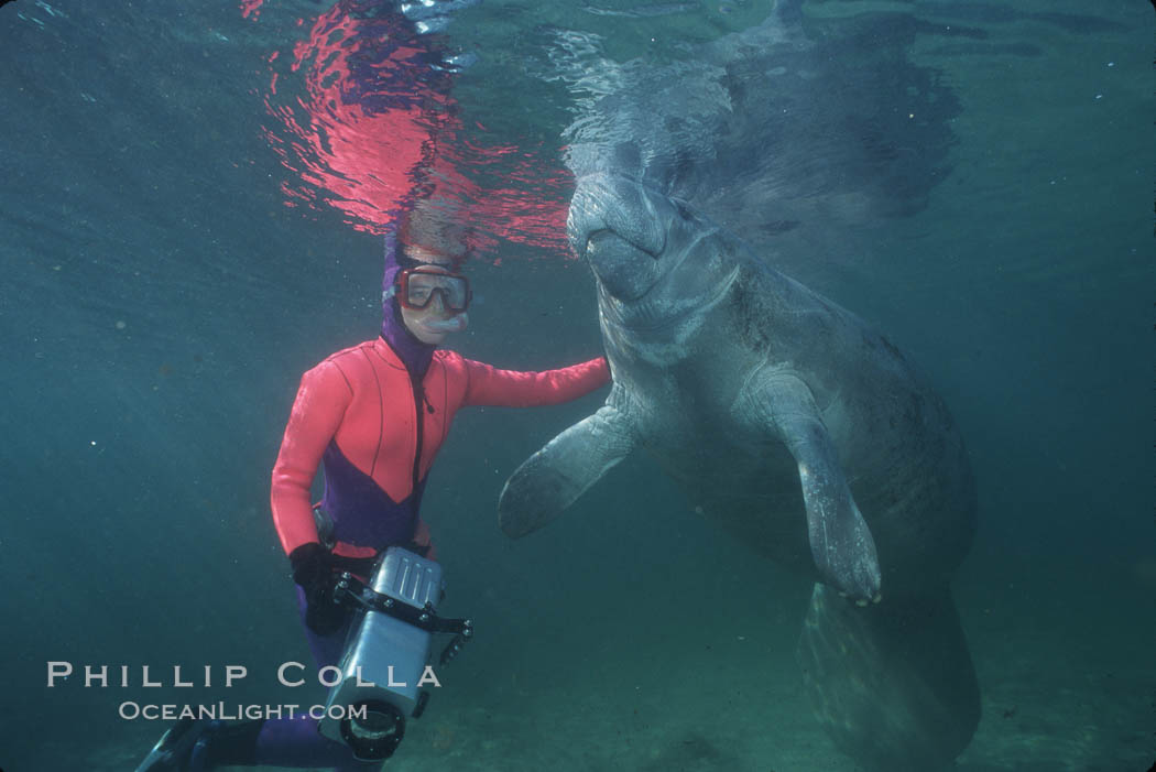 West Indian manatee. Three Sisters Springs, Crystal River, Florida, USA, Trichechus manatus, natural history stock photograph, photo id 02637