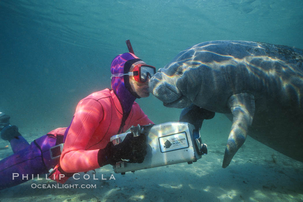 Snorkeler and manatee at Three Sisters Springs, Florida. Crystal River, USA, Trichechus manatus, natural history stock photograph, photo id 02641