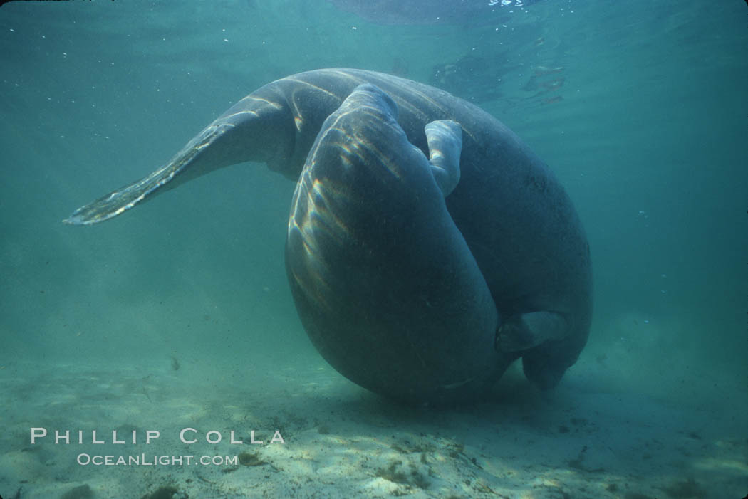 West Indian manatee, socializing/play. Three Sisters Springs, Crystal River, Florida, USA, Trichechus manatus, natural history stock photograph, photo id 02649