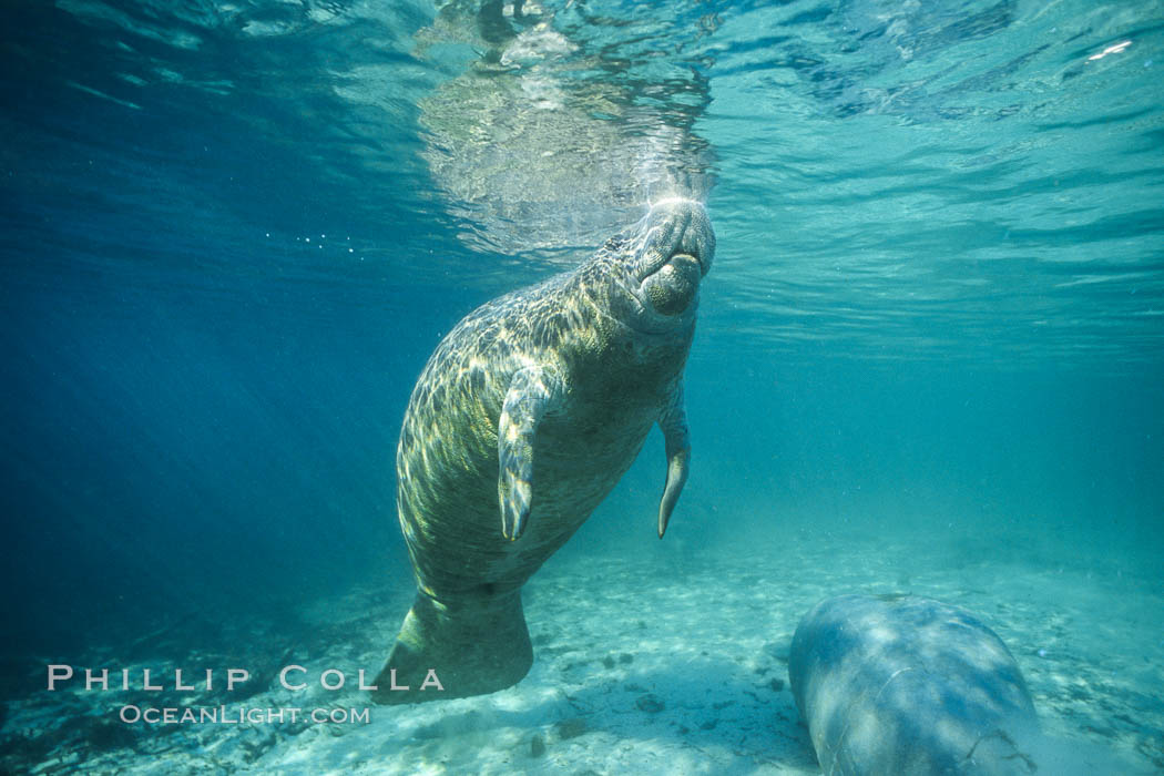 West Indian manatee at Three Sisters Springs, Florida. Crystal River, USA, Trichechus manatus, natural history stock photograph, photo id 02610