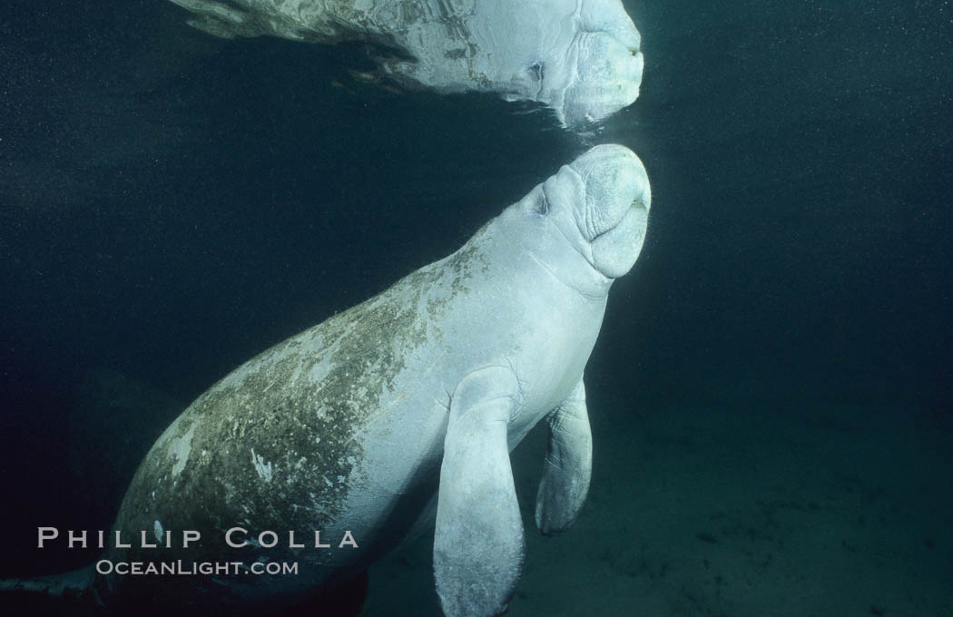 West Indian manatee at Three Sisters Springs, Florida. Crystal River, USA, Trichechus manatus, natural history stock photograph, photo id 02614