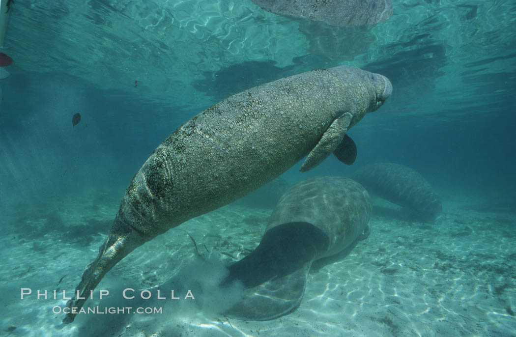 West Indian manatee. Three Sisters Springs, Crystal River, Florida, USA, Trichechus manatus, natural history stock photograph, photo id 02618