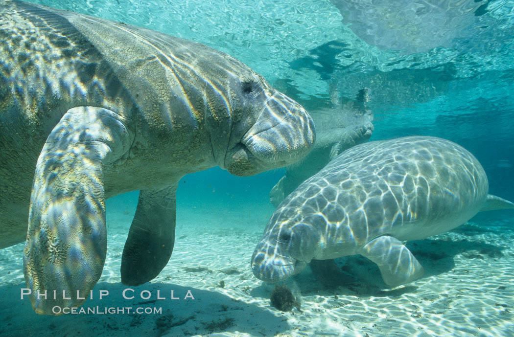 West Indian manatees at Three Sisters Springs, Florida. Crystal River, USA, Trichechus manatus, natural history stock photograph, photo id 02622