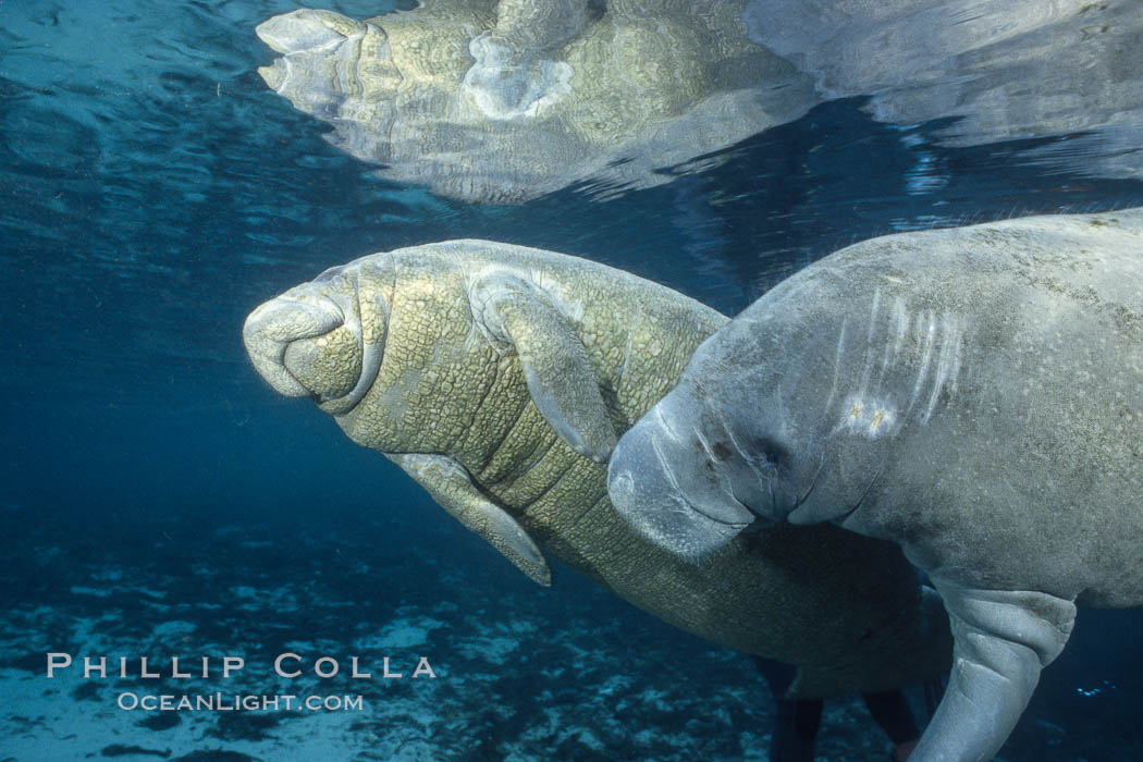 West Indian manatees at Three Sisters Springs, Florida. Crystal River, USA, Trichechus manatus, natural history stock photograph, photo id 02630