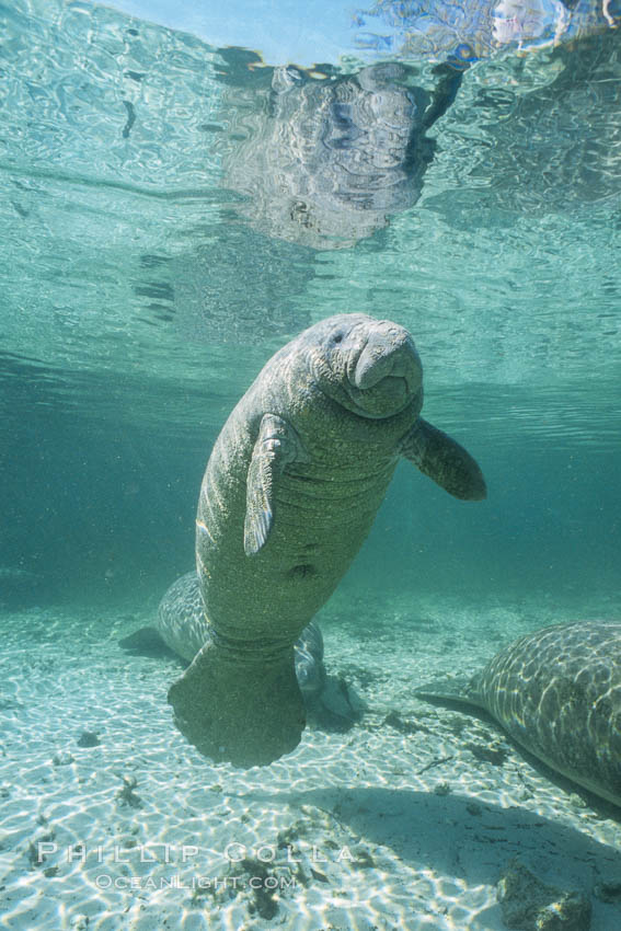 West Indian manatee at Three Sisters Springs, Florida. Crystal River, USA, Trichechus manatus, natural history stock photograph, photo id 02608