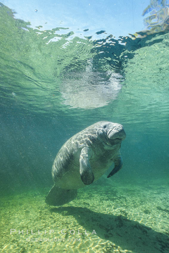 West Indian manatee at Three Sisters Springs, Florida. Crystal River, USA, Trichechus manatus, natural history stock photograph, photo id 02612