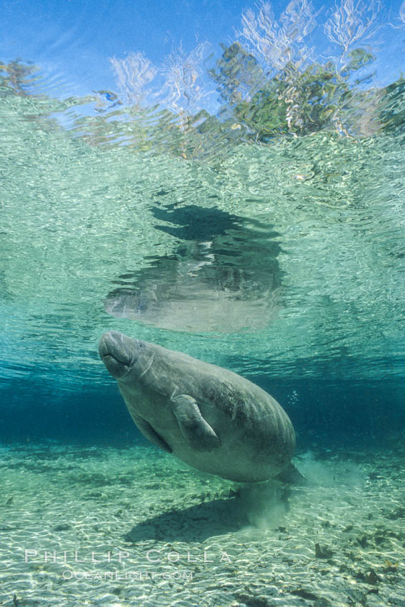 West Indian manatee at Three Sisters Springs, Florida. Crystal River, USA, Trichechus manatus, natural history stock photograph, photo id 02616