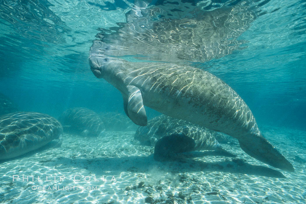 West Indian manatee at Three Sisters Springs, Florida. Crystal River, USA, Trichechus manatus, natural history stock photograph, photo id 02620