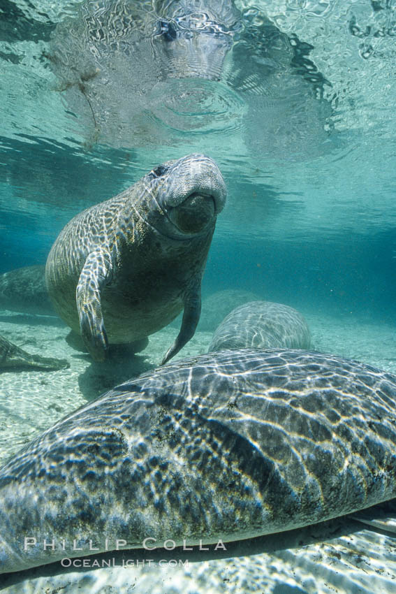 West Indian manatee at Three Sisters Springs, Florida. Crystal River, USA, Trichechus manatus, natural history stock photograph, photo id 02607