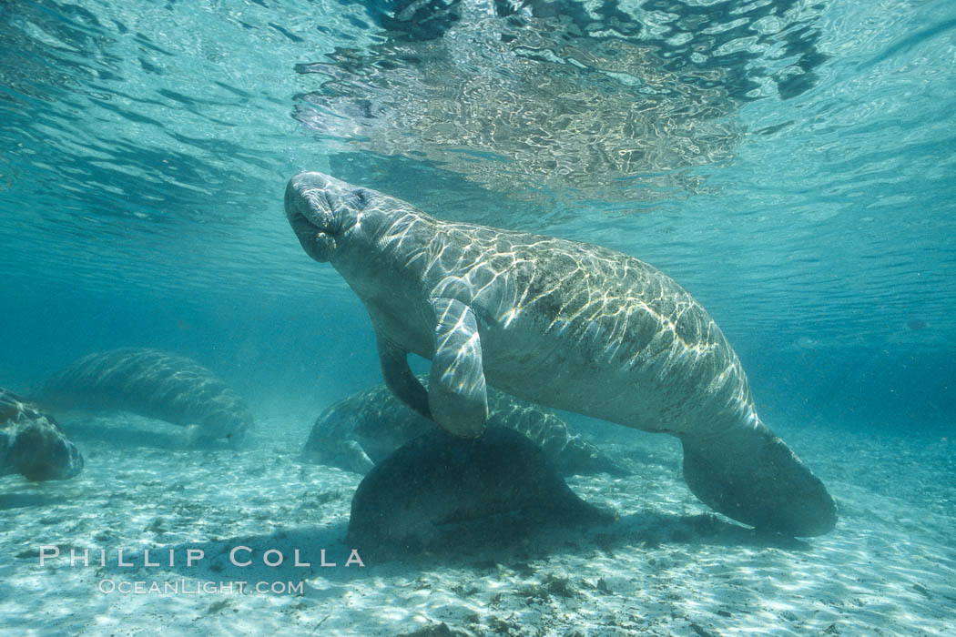 West Indian manatee at Three Sisters Springs, Florida. Crystal River, USA, Trichechus manatus, natural history stock photograph, photo id 02611