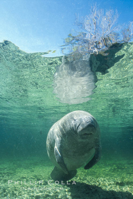 West Indian manatee at Three Sisters Springs, Florida. Crystal River, USA, Trichechus manatus, natural history stock photograph, photo id 02615