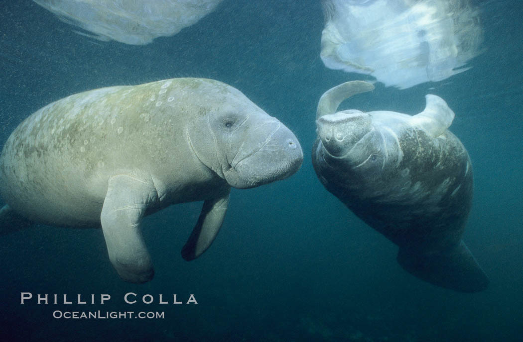 West Indian manatees at Three Sisters Springs, Florida. Crystal River, USA, Trichechus manatus, natural history stock photograph, photo id 02627