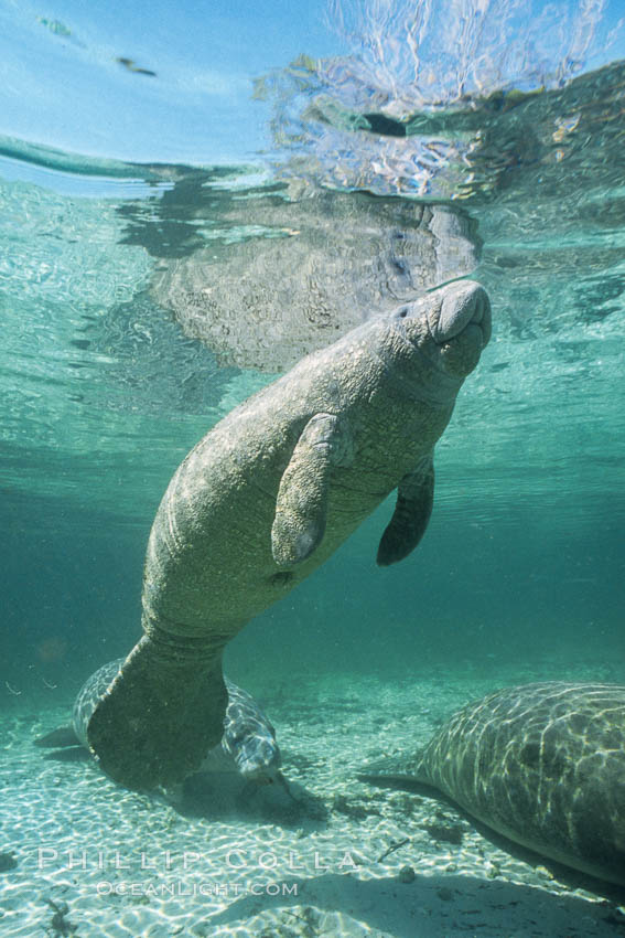 West Indian manatee at Three Sisters Springs, Florida. Crystal River, USA, Trichechus manatus, natural history stock photograph, photo id 02609