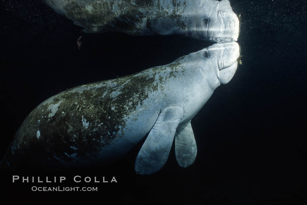 West Indian manatee at Three Sisters Springs, Florida. Crystal River, USA, Trichechus manatus, natural history stock photograph, photo id 02613