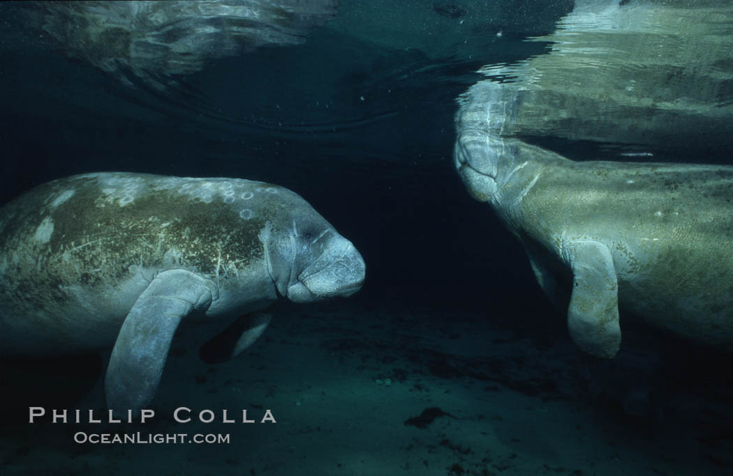 West Indian manatee. Three Sisters Springs, Crystal River, Florida, USA, Trichechus manatus, natural history stock photograph, photo id 02625