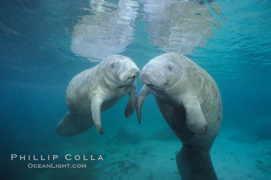 Two Florida manatees, or West Indian Manatees, swim together in the clear waters of Crystal River.  Florida manatees are endangered. Three Sisters Springs, USA, Trichechus manatus, natural history stock photograph, photo id 02629