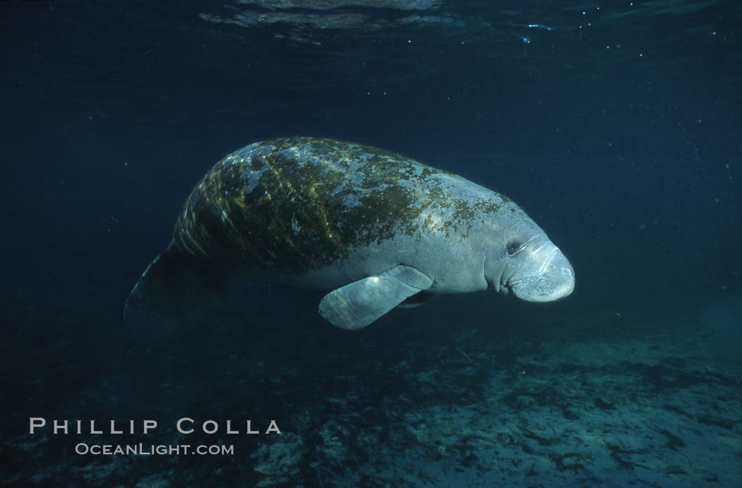 West Indian manatee. Three Sisters Springs, Crystal River, Florida, USA, Trichechus manatus, natural history stock photograph, photo id 02706