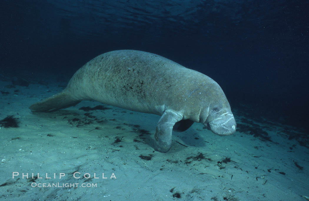 West Indian manatee. Three Sisters Springs, Crystal River, Florida, USA, Trichechus manatus, natural history stock photograph, photo id 02710