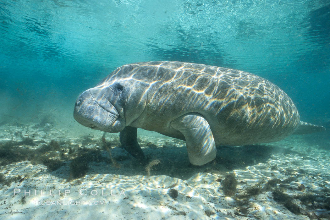 West Indian manatee at Three Sisters Springs, Florida. Crystal River, USA, Trichechus manatus, natural history stock photograph, photo id 02714