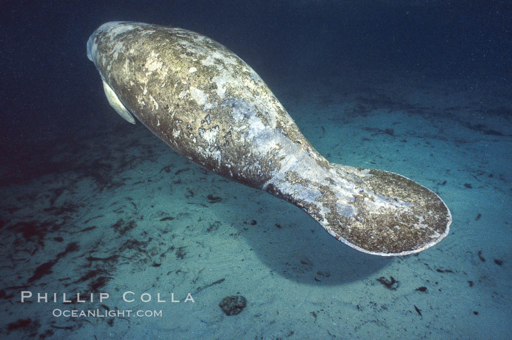 West Indian manatee at Three Sisters Springs, Florida. Crystal River, USA, Trichechus manatus, natural history stock photograph, photo id 02726