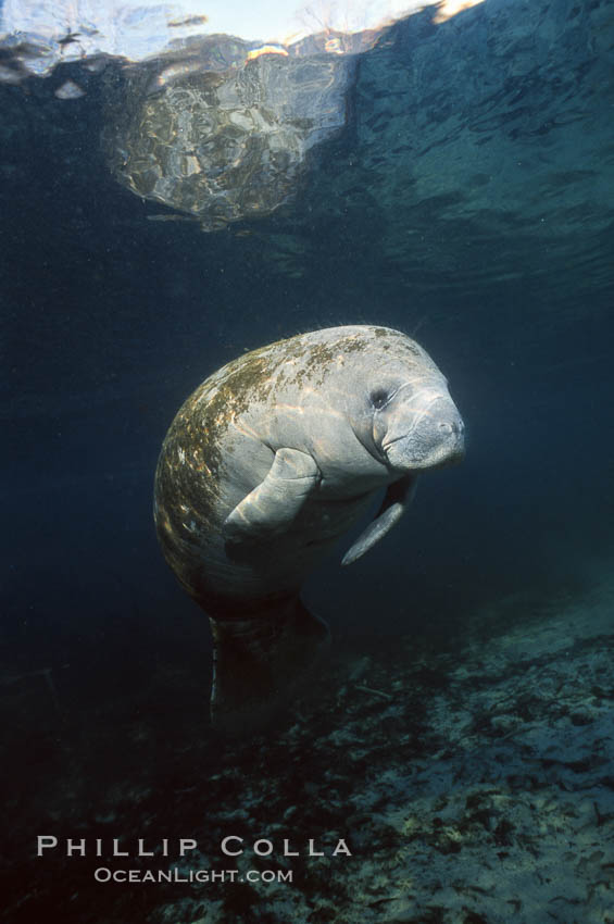 West Indian manatee at Three Sisters Springs, Florida. Crystal River, USA, Trichechus manatus, natural history stock photograph, photo id 02728