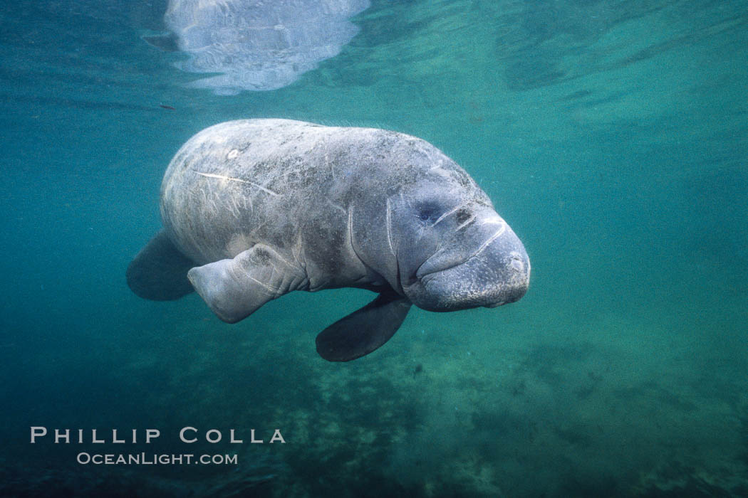 West Indian manatee photographed underwater at Three Sisters Springs, Florida. Crystal River, USA, Trichechus manatus, natural history stock photograph, photo id 02711