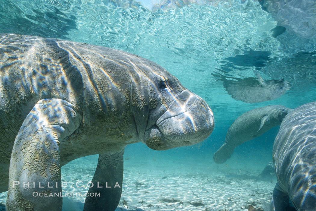 West Indian manatee at Three Sisters Springs, Florida. Crystal River, USA, Trichechus manatus, natural history stock photograph, photo id 02719