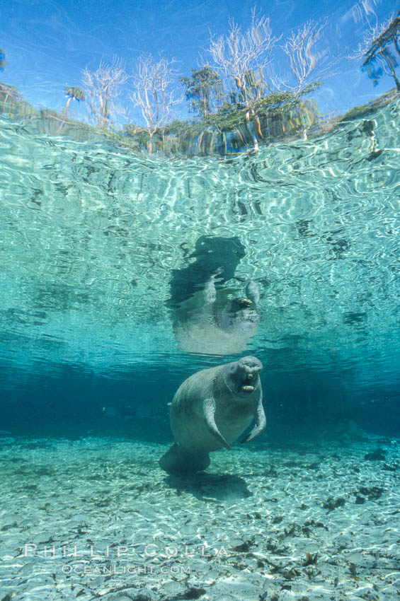 West Indian manatee at Three Sisters Springs, Florida. Crystal River, USA, Trichechus manatus, natural history stock photograph, photo id 02723