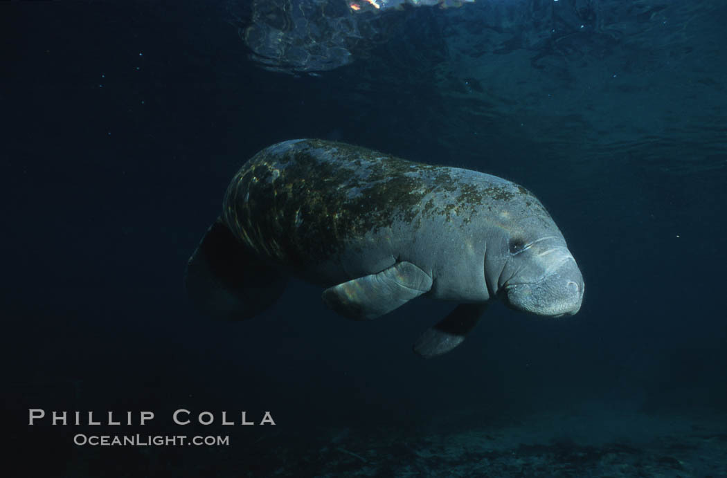 West Indian manatee. Three Sisters Springs, Crystal River, Florida, USA, Trichechus manatus, natural history stock photograph, photo id 02705