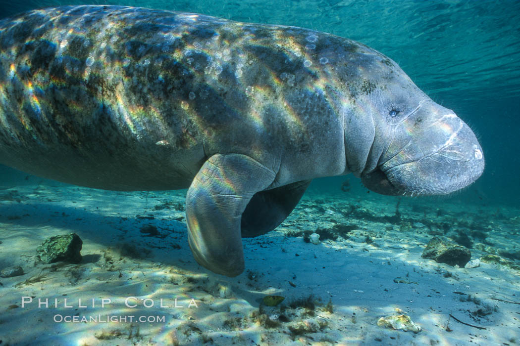 West Indian manatee at Three Sisters Springs, Florida. Crystal River, USA, Trichechus manatus, natural history stock photograph, photo id 02717