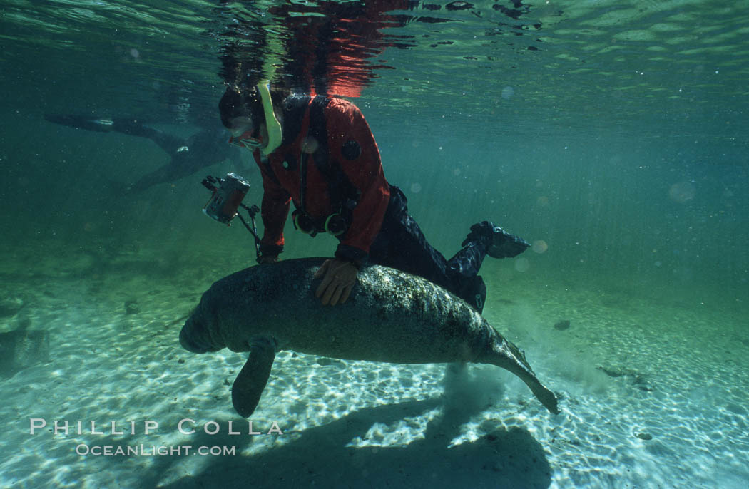 West Indian manatee. Three Sisters Springs, Crystal River, Florida, USA, Trichechus manatus, natural history stock photograph, photo id 02721