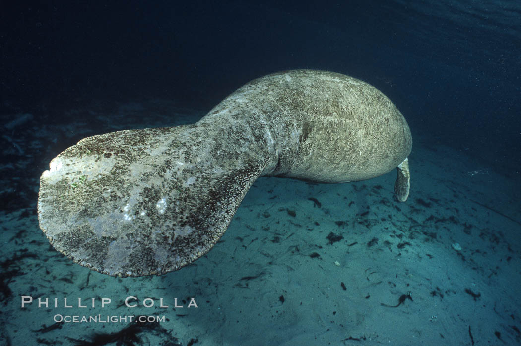 West Indian manatee at Three Sisters Springs, Florida. Crystal River, USA, Trichechus manatus, natural history stock photograph, photo id 02725