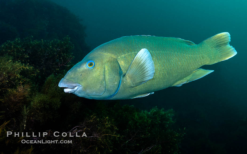 Western Blue Groper, Achoerodus gouldii, Kangaroo Island, South Australia., Achoerodus gouldii, natural history stock photograph, photo id 39214