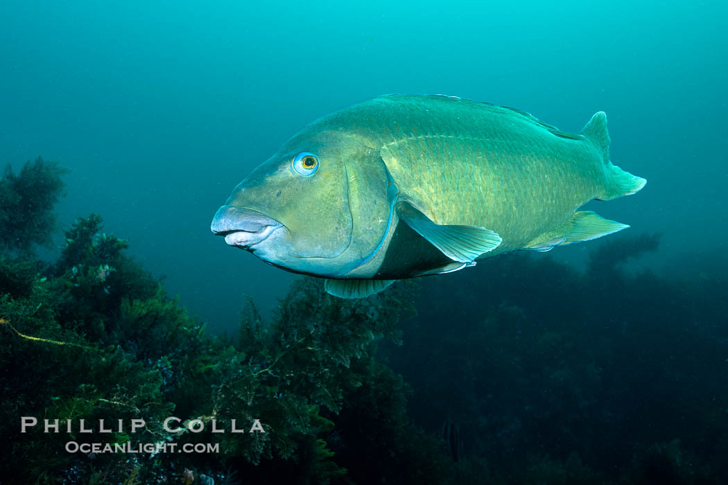 Western Blue Groper, Achoerodus gouldii, Kangaroo Island, South Australia., Achoerodus gouldii, natural history stock photograph, photo id 39266