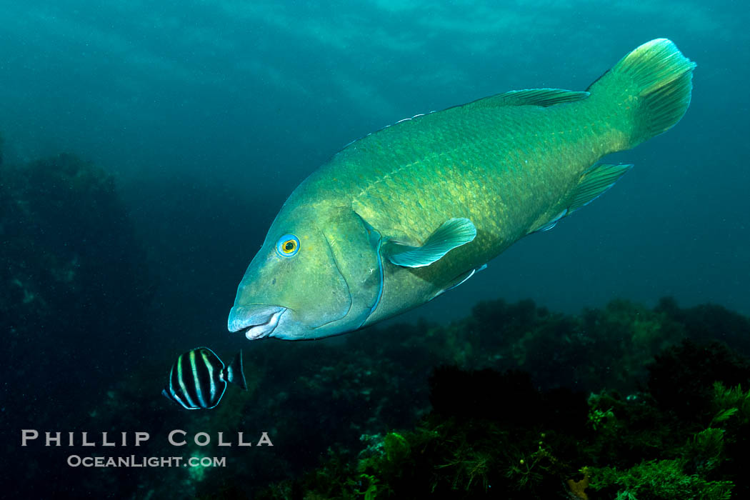 Western Blue Groper, Achoerodus gouldii, Kangaroo Island, South Australia., Achoerodus gouldii, natural history stock photograph, photo id 39267