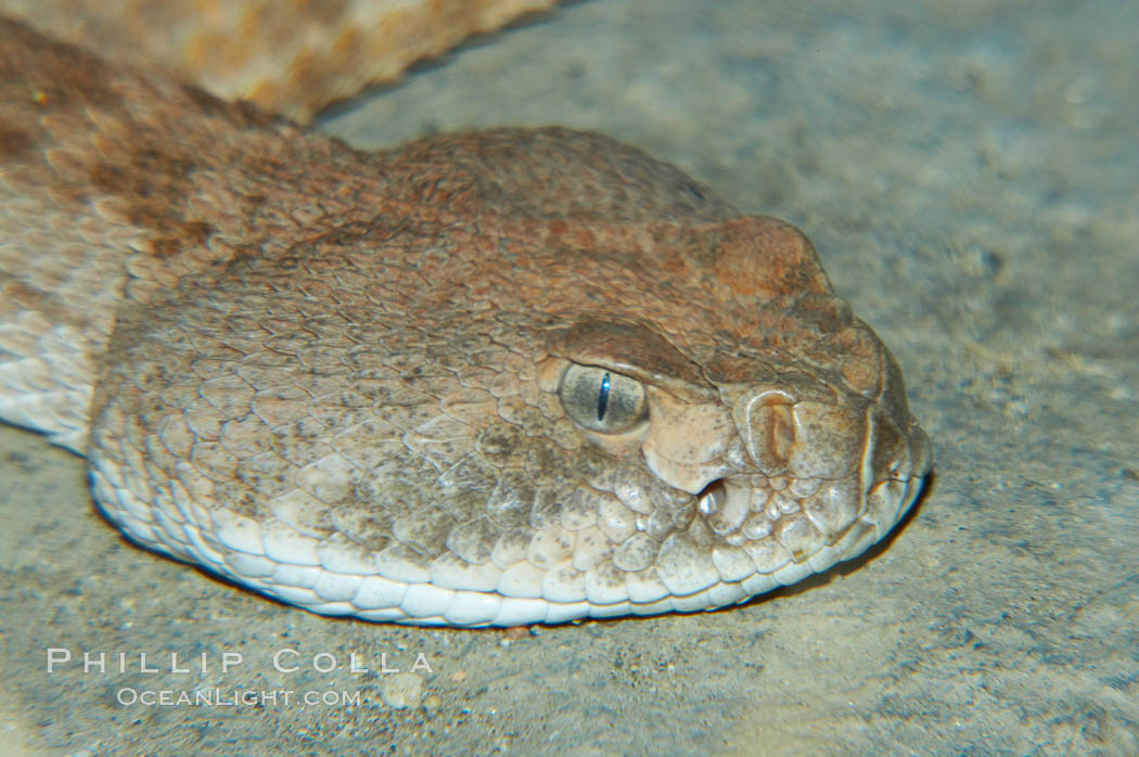 Western diamondback rattlesnake., Crotalus atrox, natural history stock photograph, photo id 12734