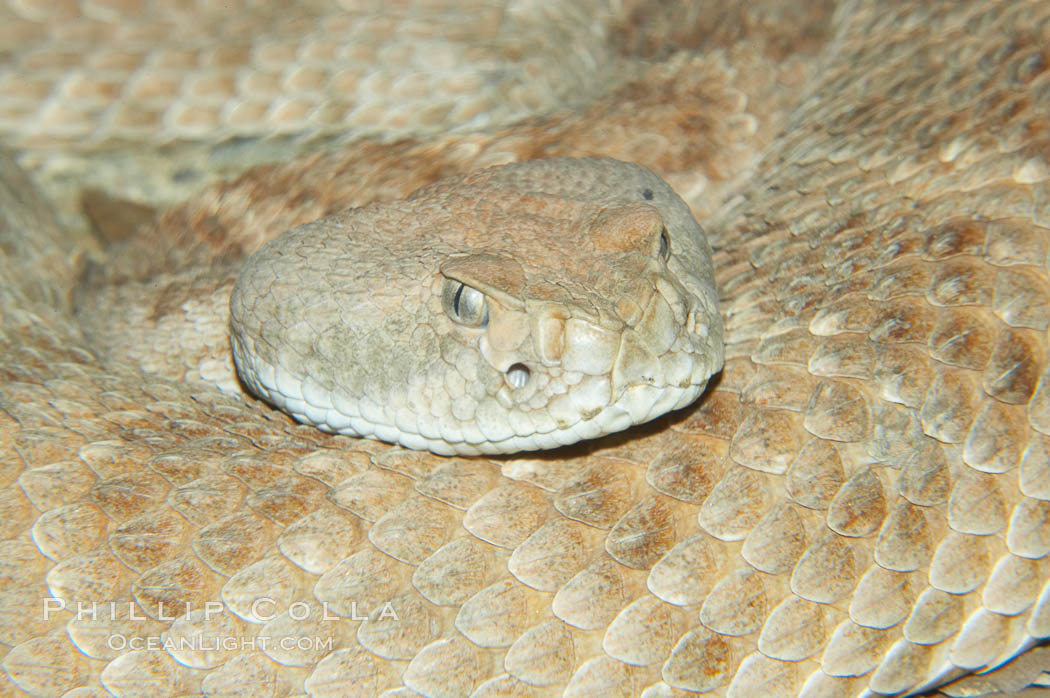 Western diamondback rattlesnake., Crotalus atrox, natural history stock photograph, photo id 12810
