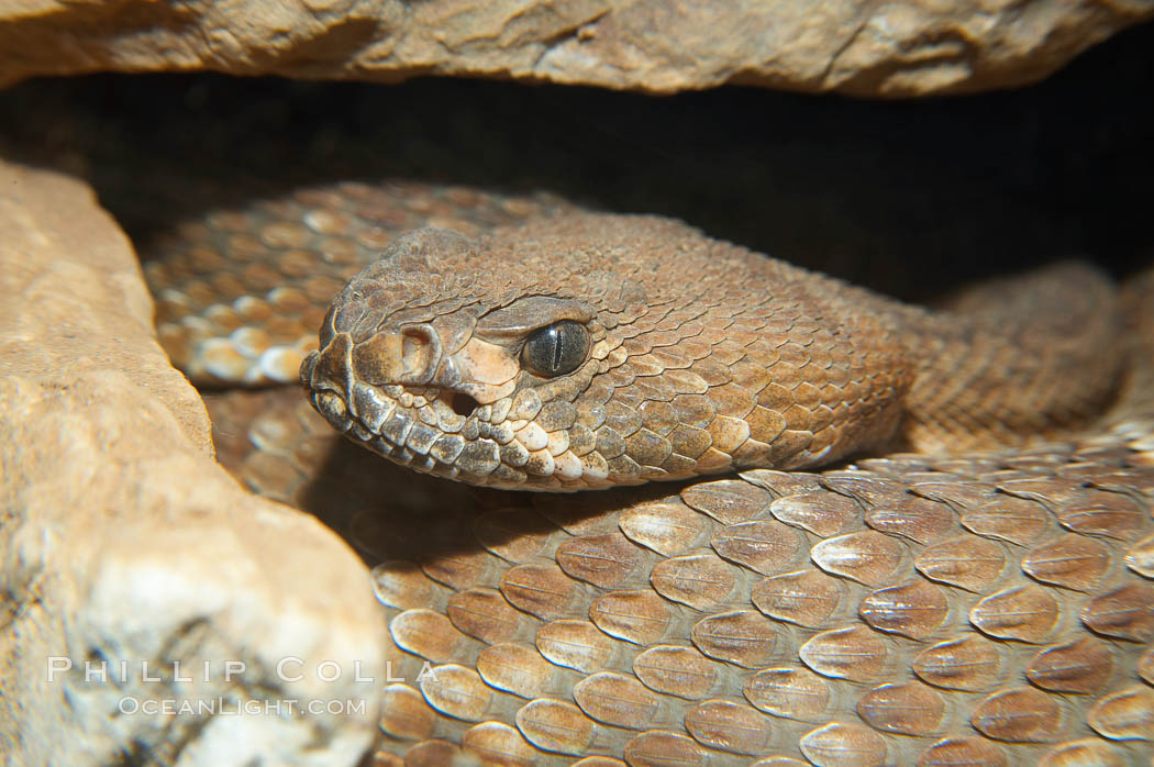 Western diamondback rattlesnake., Crotalus atrox, natural history stock photograph, photo id 14692