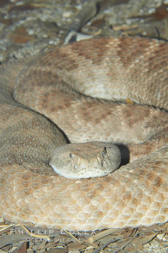 Western diamondback rattlesnake., Crotalus atrox, natural history stock photograph, photo id 12811
