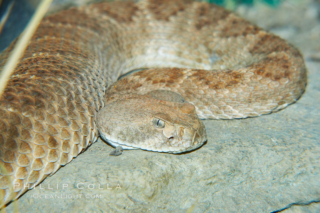 Western diamondback rattlesnake., Crotalus atrox, natural history stock photograph, photo id 12601