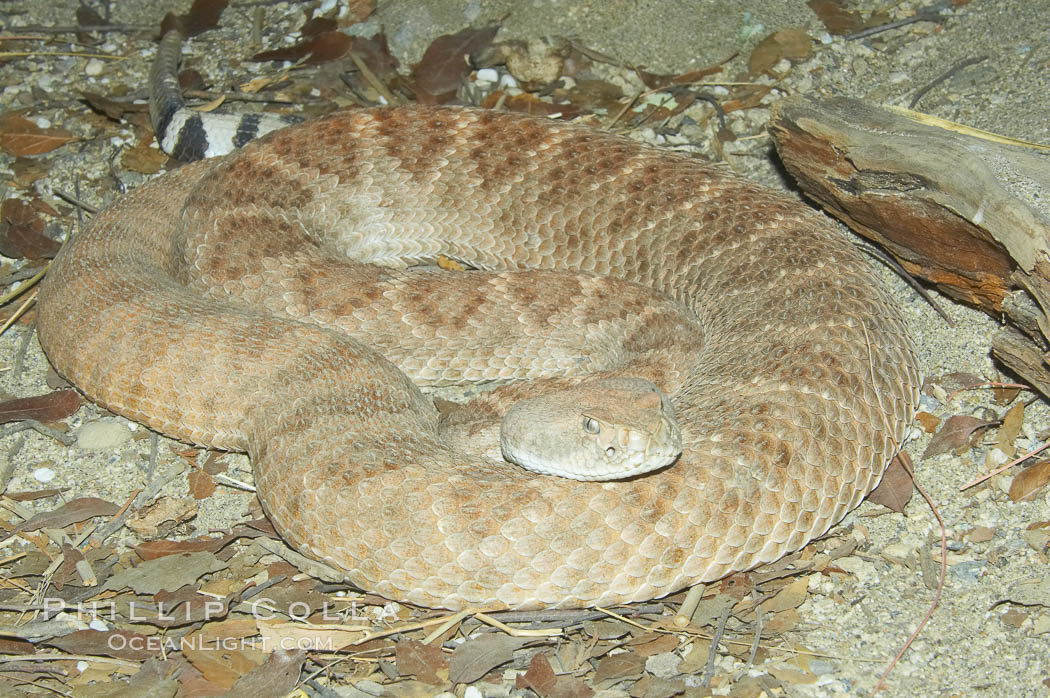 Western diamondback rattlesnake., Crotalus atrox, natural history stock photograph, photo id 12809