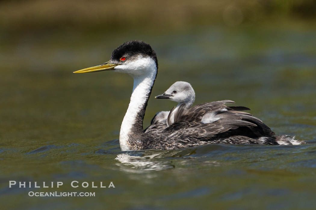 Western Grebe Adult and Chick., Aechmophorus occidentalis, natural history stock photograph, photo id 40971