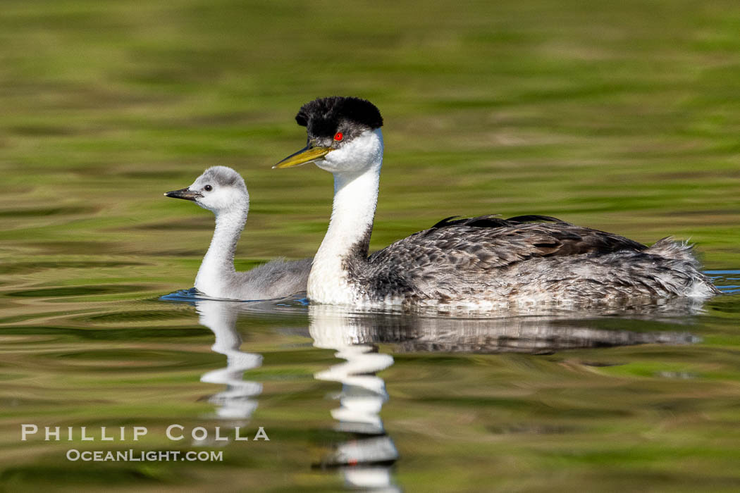 Western Grebe Adult and Chick. Lake Hodges, San Diego, California, USA, Aechmophorus occidentalis, natural history stock photograph, photo id 40969