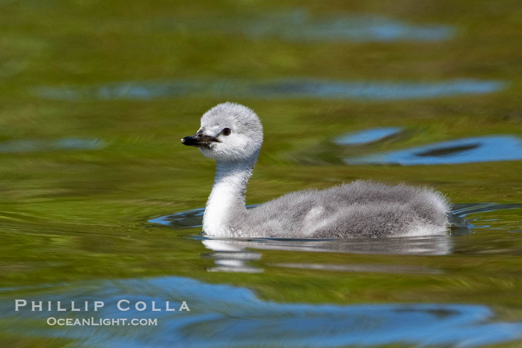 Western Grebe Chick. Lake Hodges, San Diego, California, USA, Aechmophorus occidentalis, natural history stock photograph, photo id 40970
