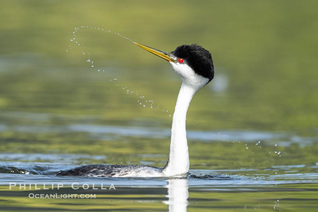 Western Grebe Dip Shaking, a courtship behavior in which the grebes face each other and alternate dipping their beaks in the water and shaking their head, tossing water into the air. Coupled with ratchet-pointing, several rounds of dip-shaking are often an immediate precursor to rushing. Lake Wohlford, Escondido, California, USA, natural history stock photograph, photo id 40973